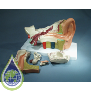 Model, Human Ear, With Stand, 6 Parts, 320X160X205Mm