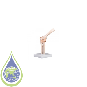 Model, Human Elbow Joint Model