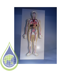 Model, Human Circulatory System