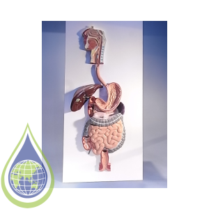 Model, Human Digestive System On Board