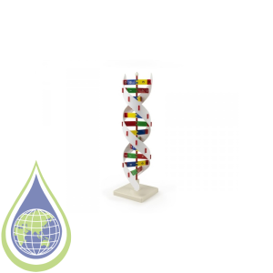 Model, Human Dna Activity Kit