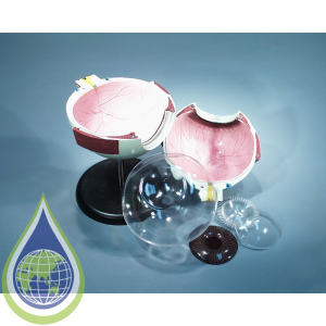 Model, Human Eyeball, Plastic, 6 Parts, 140X140X260Mm