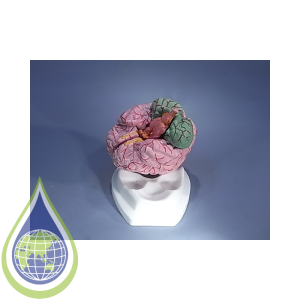 Model, Human Brain, 8 Pcs With Ateries On Base