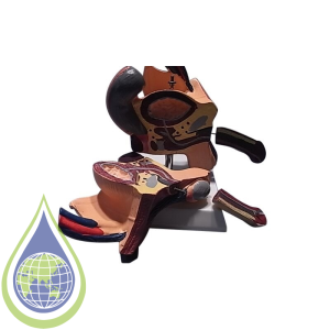 Model, Human Male Reproductive Organs On Stand