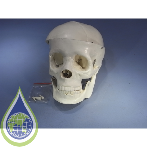 Model, Human Skull, 2 Parts, Plastic