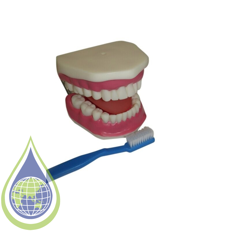 Model, Human Teeth Care With Brush