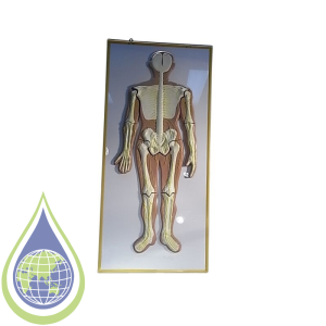 Model, Human Nervous System On Board