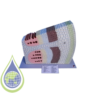 Model, Botanical, Dicot Stem Sunflower