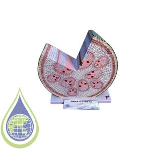 Model, Botanical, Monocot Stem T.S