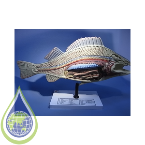 Model, Zoological, Fish Dissection On Stand With Legend