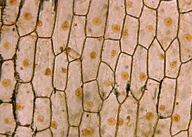 Onion epidermis plant cells viewed under the SMART Student Microscope.