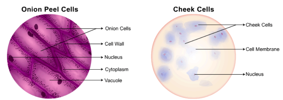 Plant stem vs. human cheek cell comparison under SMART Student Microscope.