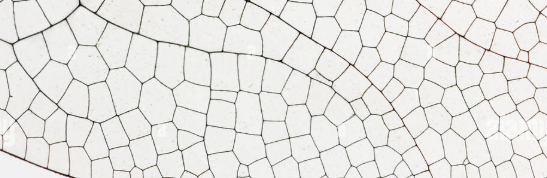 Insect wing structure observed under SMART Student Microscope for Australian school science experiment.