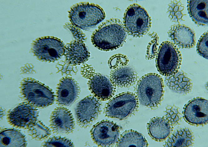 Pollen grains viewed under SMART Student Microscope, ideal for Australian school microscopes in biology lessons.